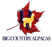 Big Country Alpaca