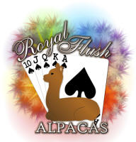 Royal Flush Alpacas