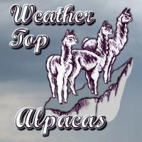 Weather Top Alpacas