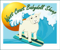 West Coast Babydoll Sheep