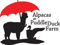 Alpacas at Puddle Duck Farm